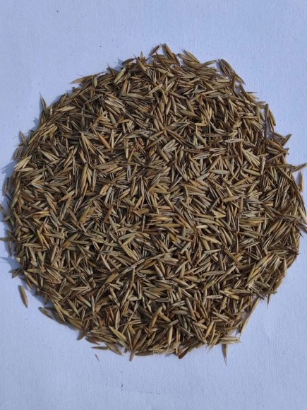 Овсяница красная красная Максима 1 (3,5 кг) Овсяница красная красная Максима 1 (3,5 кг)